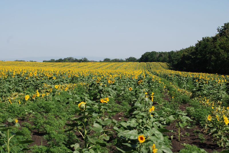 Choose Fast-Maturing Varieties If Starting After Mid-June Choose Fast-Maturing Varieties If Starting After Mid-June