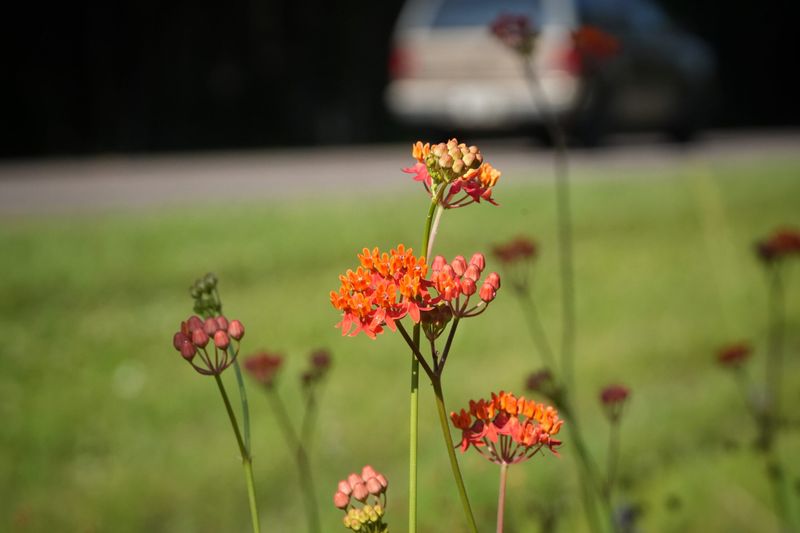 Choose Fewflower Milkweed For Wetland Edges
