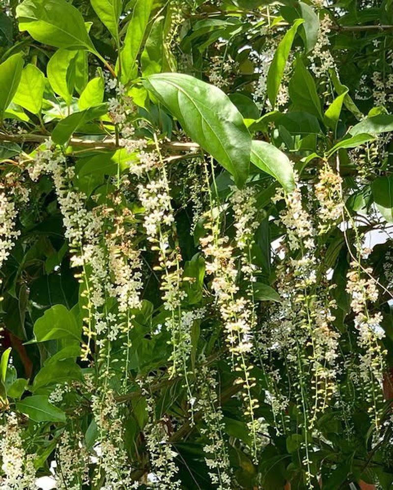 Choose Fiddlewood For A Fragrant Native Screen With More Character