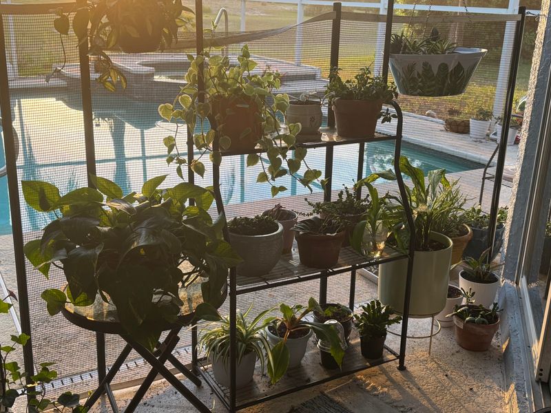 Choose Florida-Friendly Plants That Thrive In Pots Choose Florida-Friendly Plants That Thrive In Pots