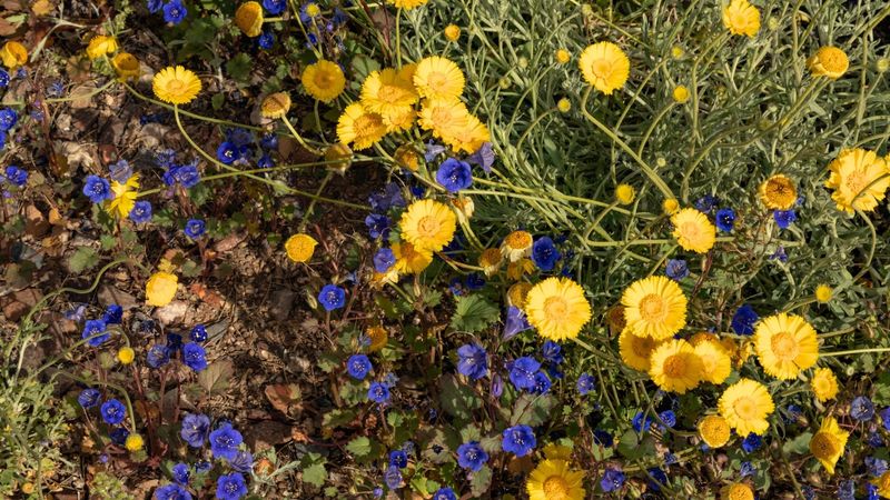 Choose Flowering Plants That Attract Insects