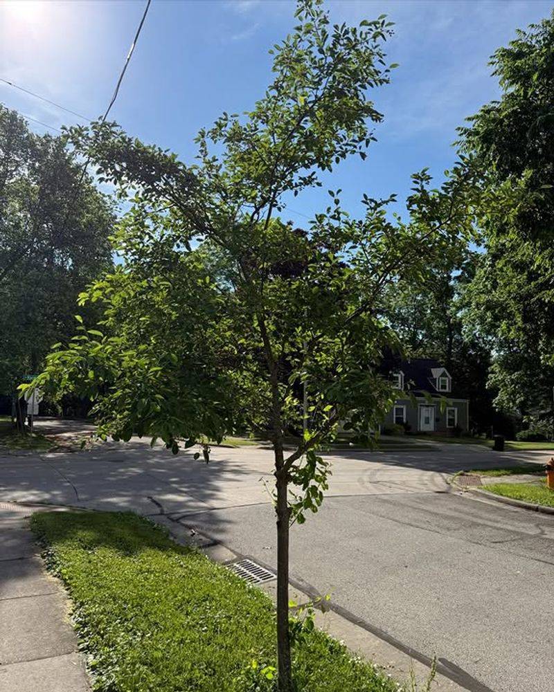 Choose From The Approved Street Tree List Choose From The Approved Street Tree List