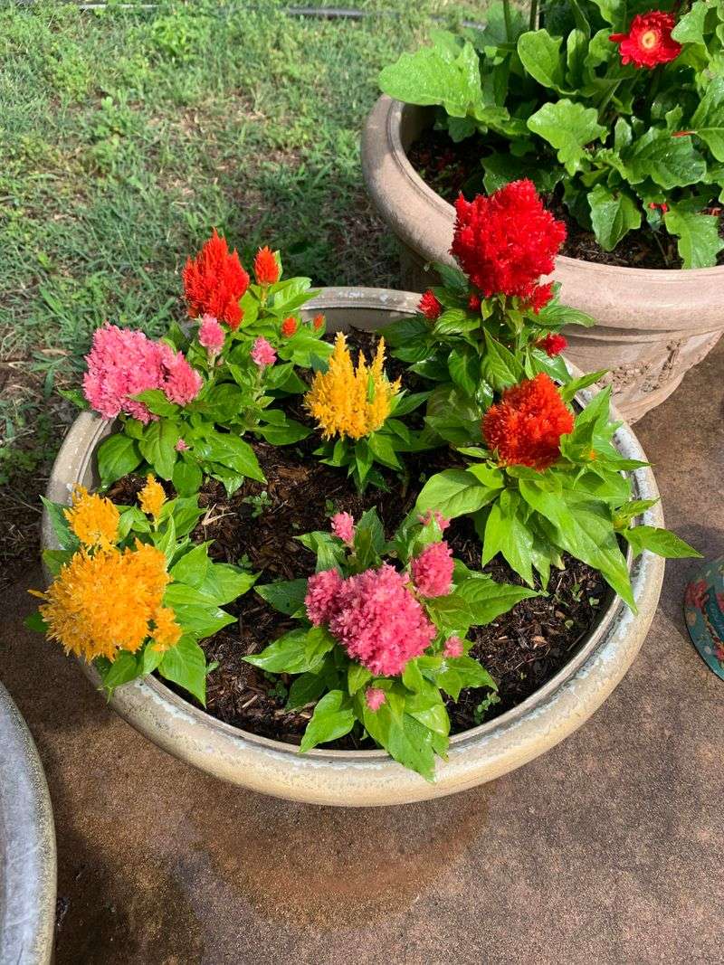 Choose Full Sun For Strong Color