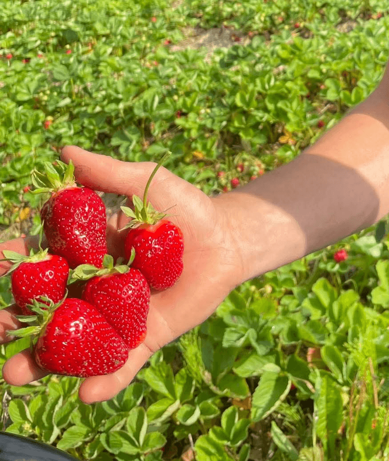 Choose Fully Red Berries For The Sweetest Flavor