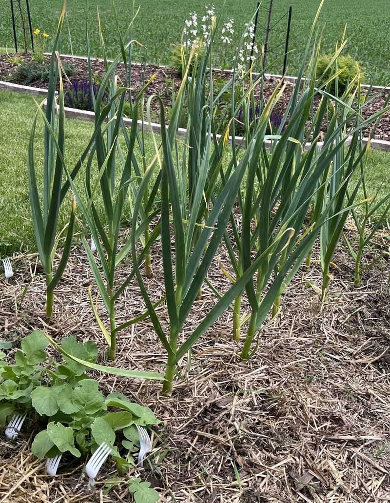 Choose Hardneck Garlic For Ohio Winters