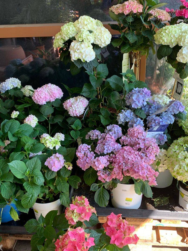 Choose Hardy Varieties Suited To Virginia Choose Hardy Varieties Suited To Virginia