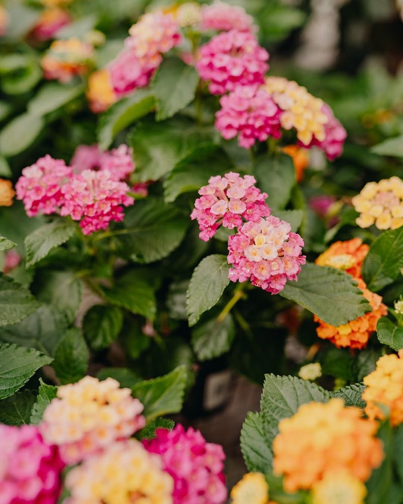 Choose Heat-Tough Plants For The Next Round Choose Heat-Tough Plants For The Next Round