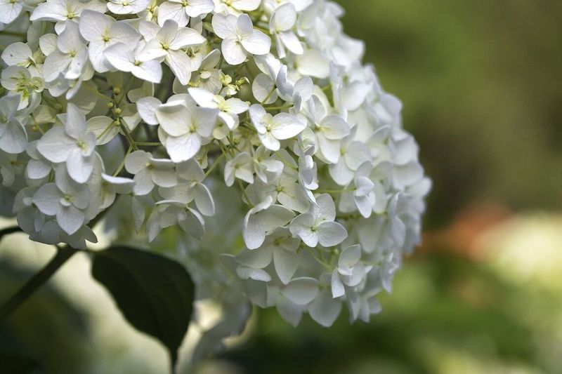 Choose Hydrangeas Suited To Pennsylvania Conditions Choose Hydrangeas Suited To Pennsylvania Conditions