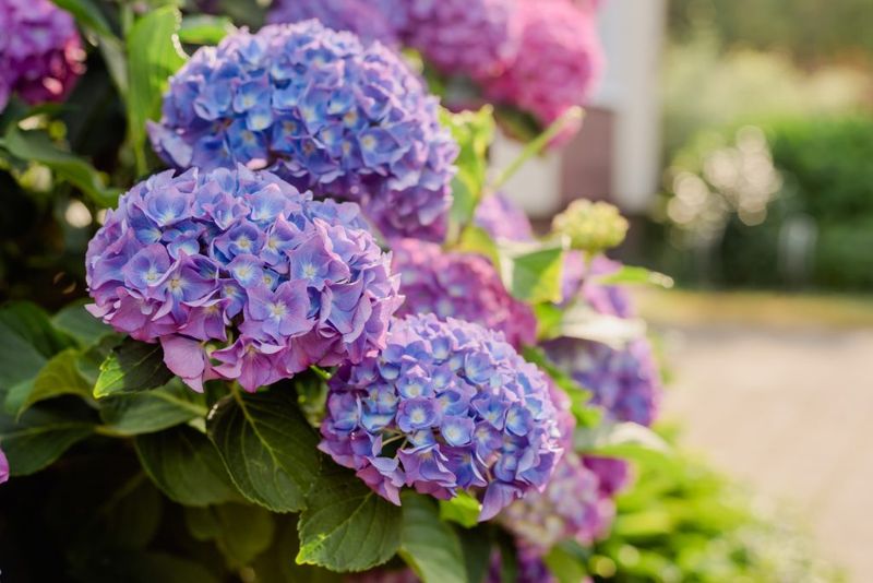 Choose Hydrangeas Suited To Texas Conditions