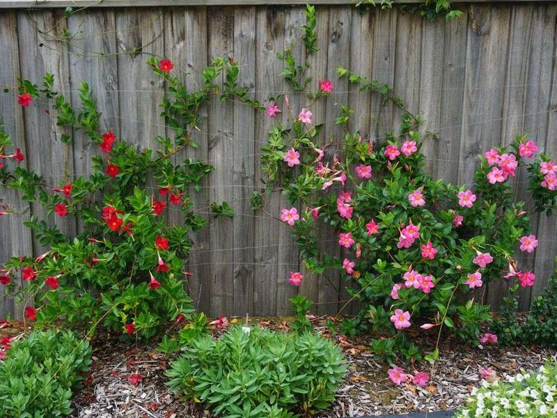 Choose Mandevilla For Containers Near Fence Panels