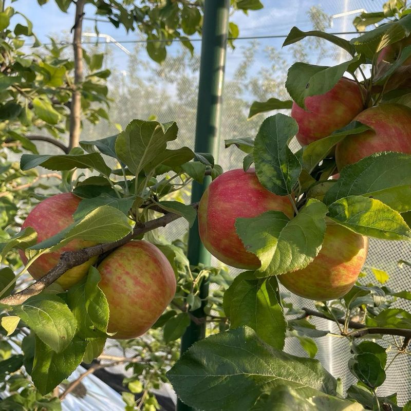 Choose Michigan Suited Varieties And Rootstocks