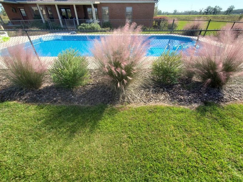 Choose Muhly Grass For Soft Heat-Tough Texture