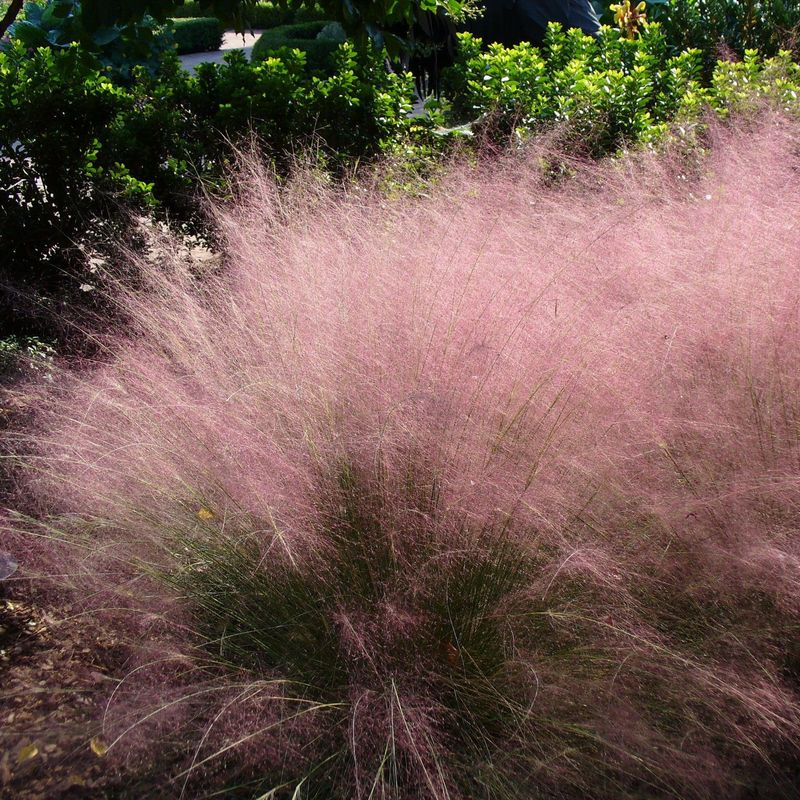 Choose Muhly Grass For Soft Texture Without Shearing Choose Muhly Grass For Soft Texture Without Shearing