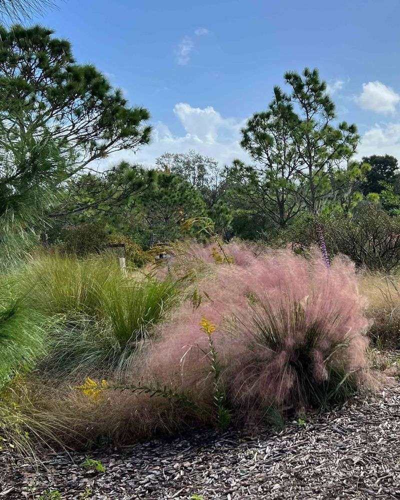 Choose Muhly Grass For Wind Swept Texture Choose Muhly Grass For Wind Swept Texture