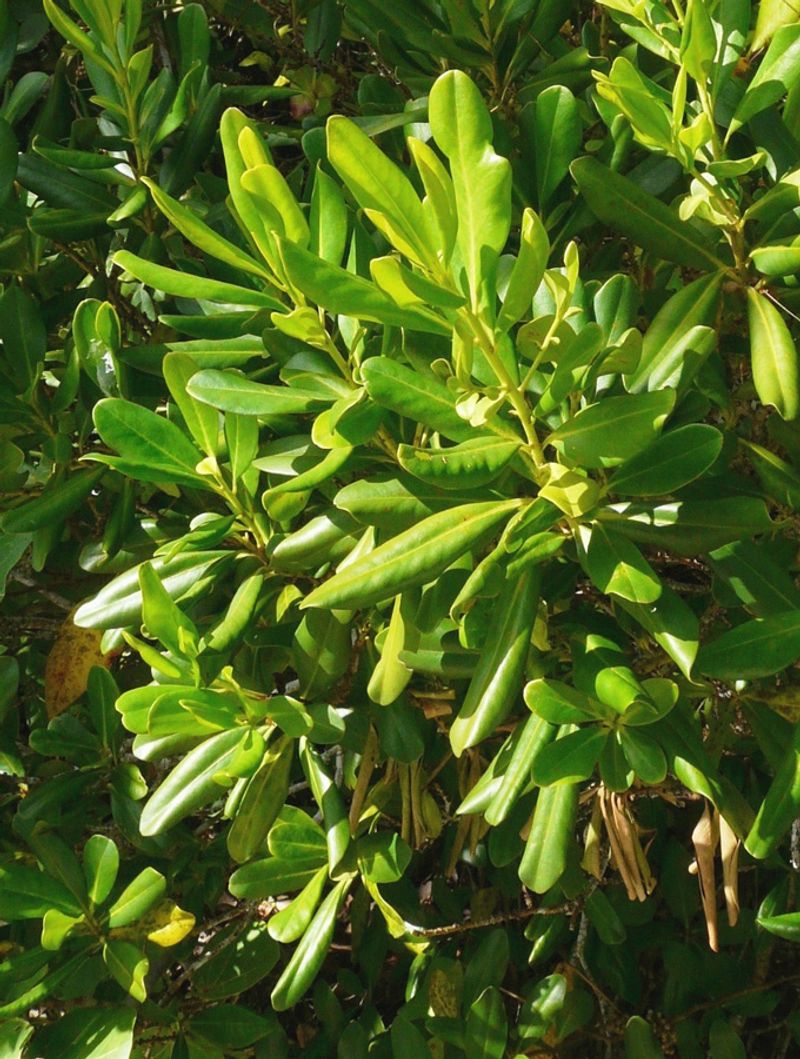 Choose Myrsine For A Podocarpus-Like Evergreen Shape Choose Myrsine For A Podocarpus-Like Evergreen Shape