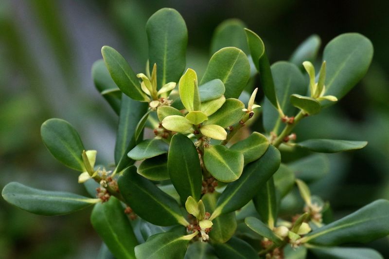 Choose Myrsine For A Podocarpus-Like Evergreen Shape