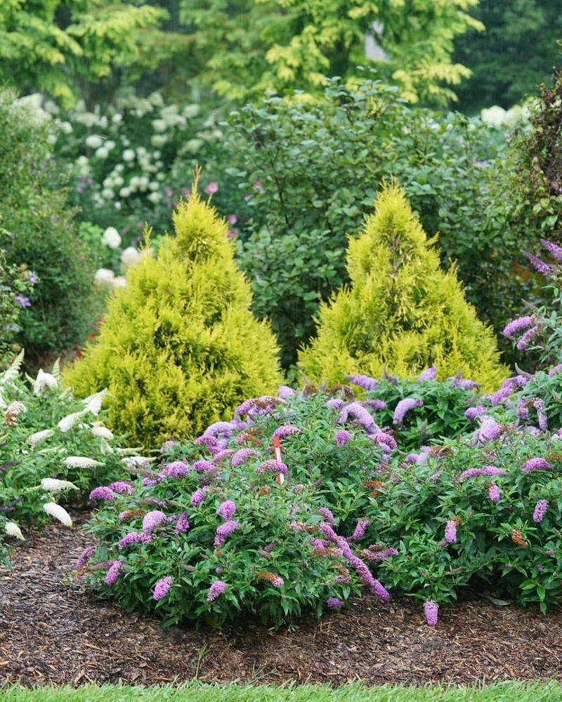 Choose Narrow Shrubs To Save Walking Room