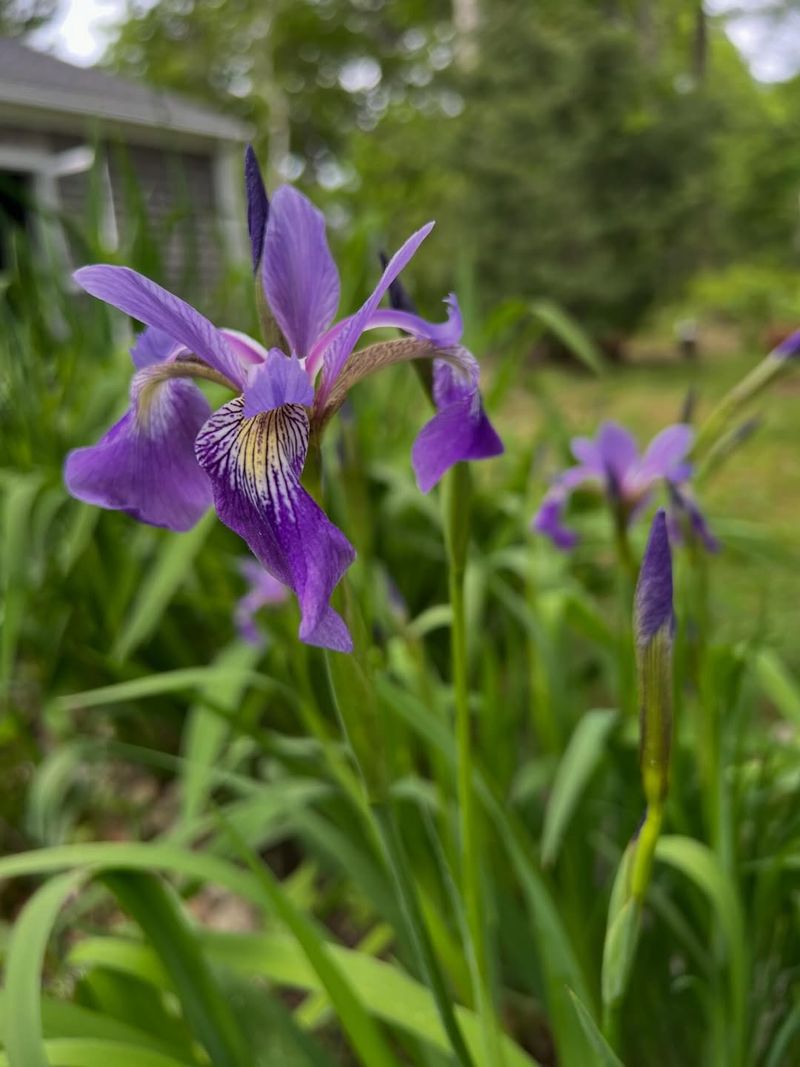 Choose Native Blue Flag Iris For Wet Garden Spots