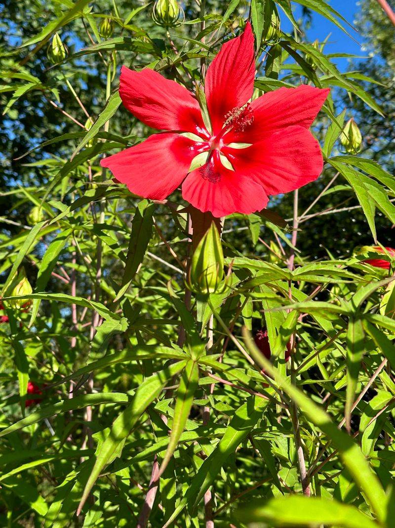 Choose Native Hibiscus Only If You Want A True Hibiscus Rival