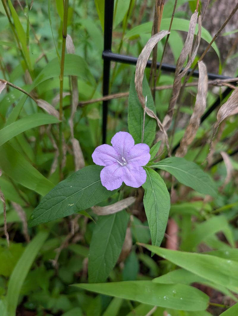 Choose Native Wild Petunia Instead