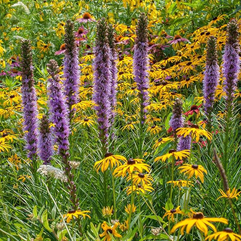 Choose Native Wildflowers That Bring In Insects Choose Native Wildflowers That Bring In Insects