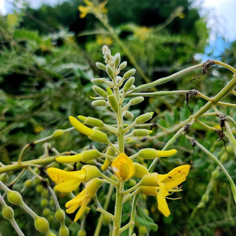Choose Necklace Pod For Yellow Blooms In Coastal Heat