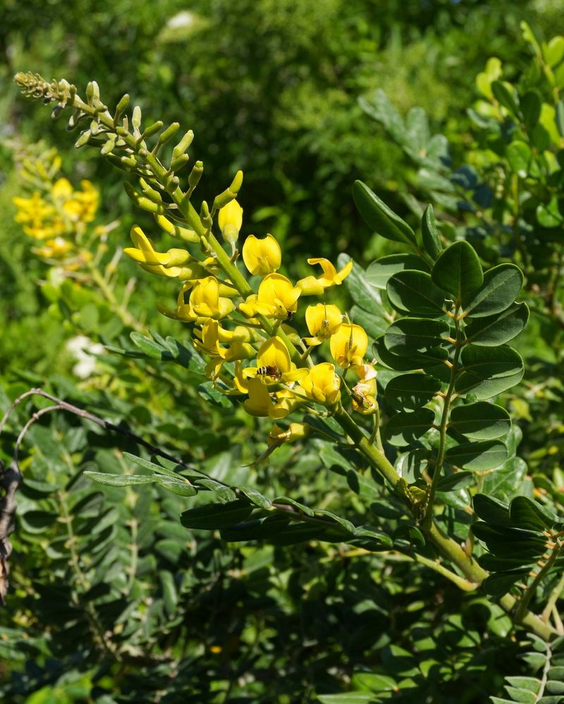 Choose Necklace Pod For Yellow Flowers And Coastal Toughness Choose Necklace Pod For Yellow Flowers And Coastal Toughness