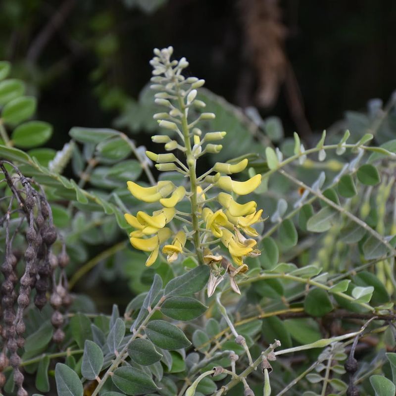 Choose Necklace Pod For Yellow Flowers And Coastal Toughness