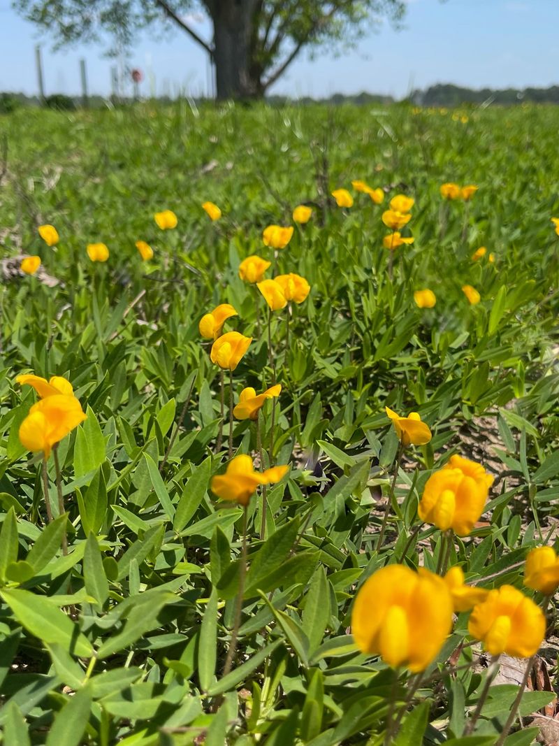 Choose Perennial Peanut Where Turf Keeps Thinning