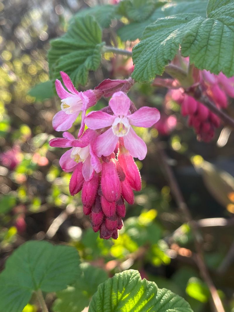 Choose Plants Matched To Oregon Microclimates Choose Plants Matched To Oregon Microclimates