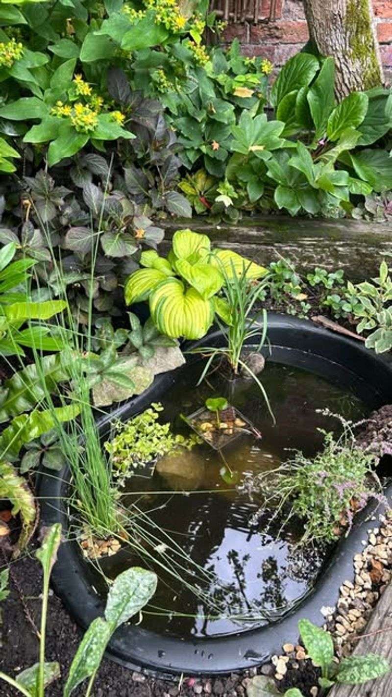 Choose Plants Suitable For Clay Soil