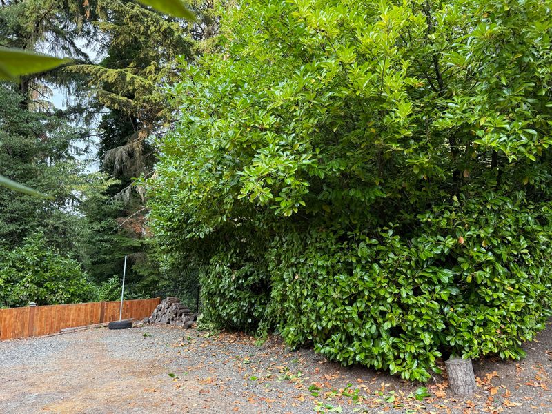 Choose Plants That Handle Oregon Rain And Summer Dry Spells