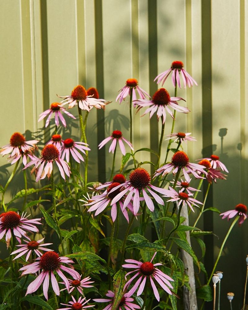 Choose Purple Coneflower For A Long Native Bloom Window
