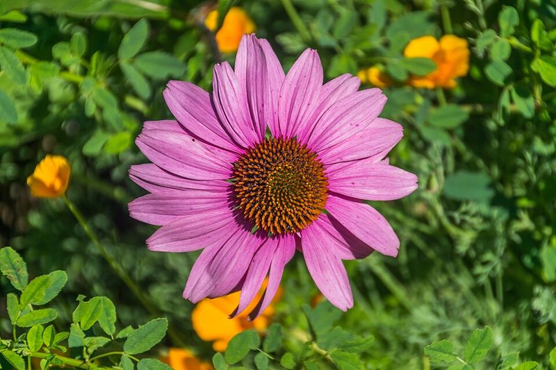 Choose Purple Coneflower For Stronger Long-Term Staying Power Choose Purple Coneflower For Stronger Long-Term Staying Power