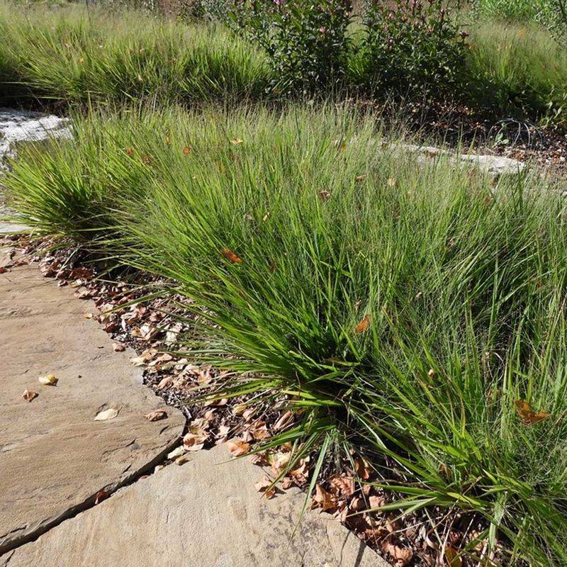 Choose Purple Lovegrass For Fine Seeds And Low Texture