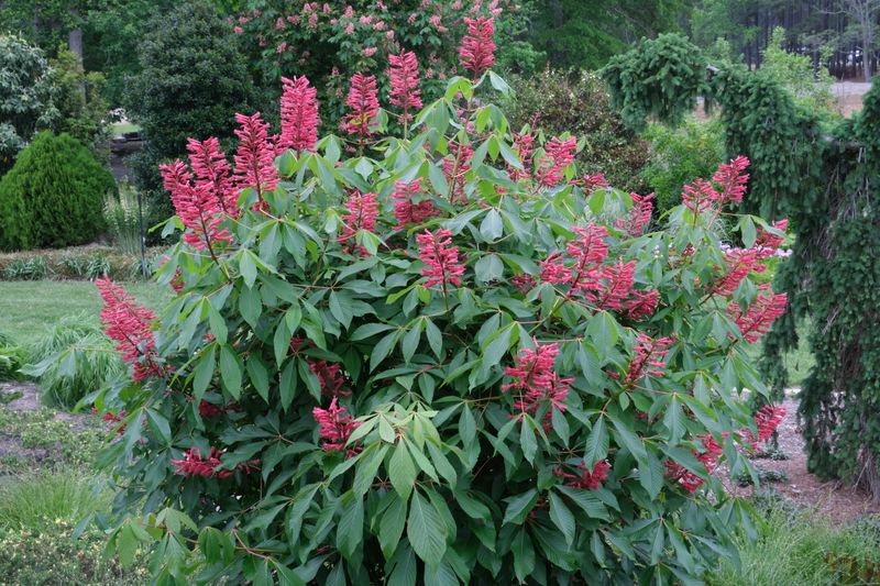Choose Red Buckeye For A Native Flowering Accent
