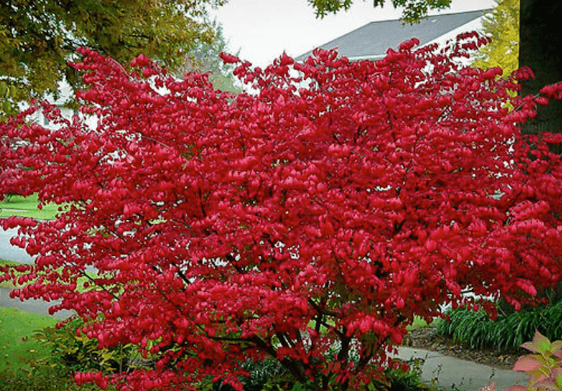 Choose Red Chokeberry For Red Leaves And Bright Fruit