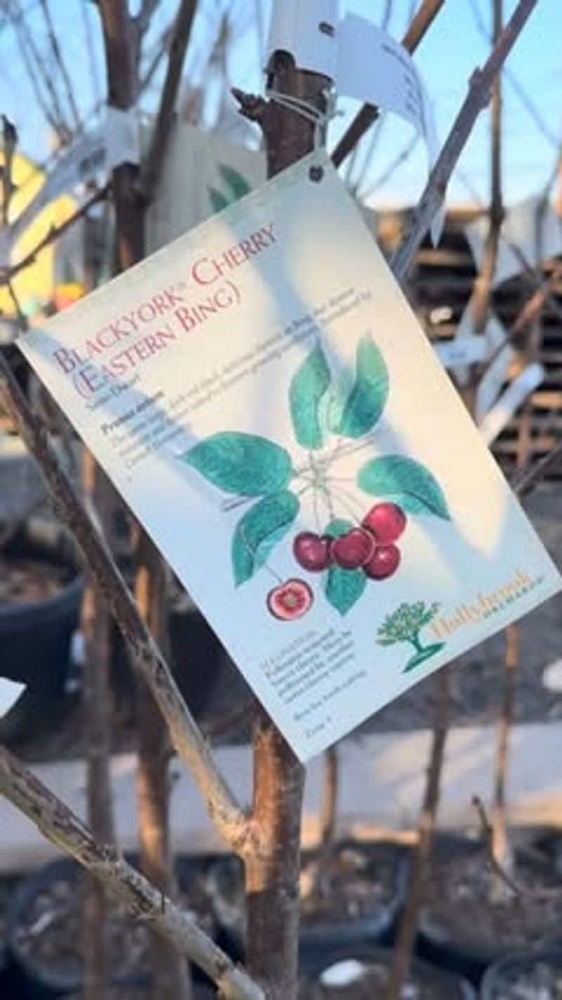 Choose Resistant Ribes Varieties Choose Resistant Ribes Varieties