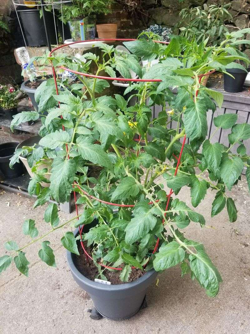 Choose Resistant Varieties When Possible