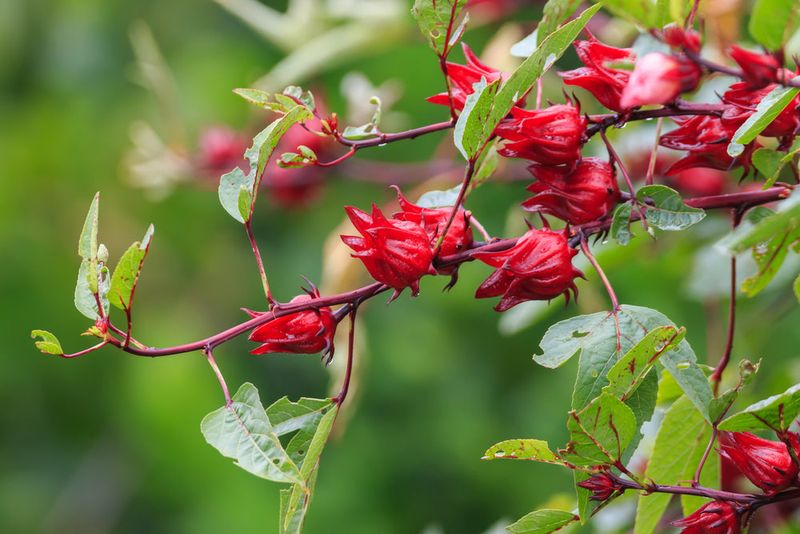 Choose Roselle For Bold Color And Tart Calyces