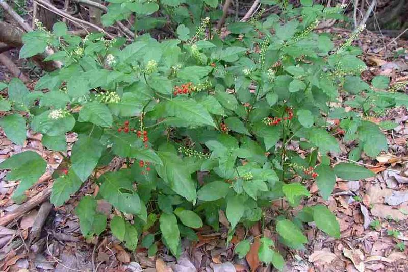 Choose Rouge Plant For Low Shade Structure Choose Rouge Plant For Low Shade Structure