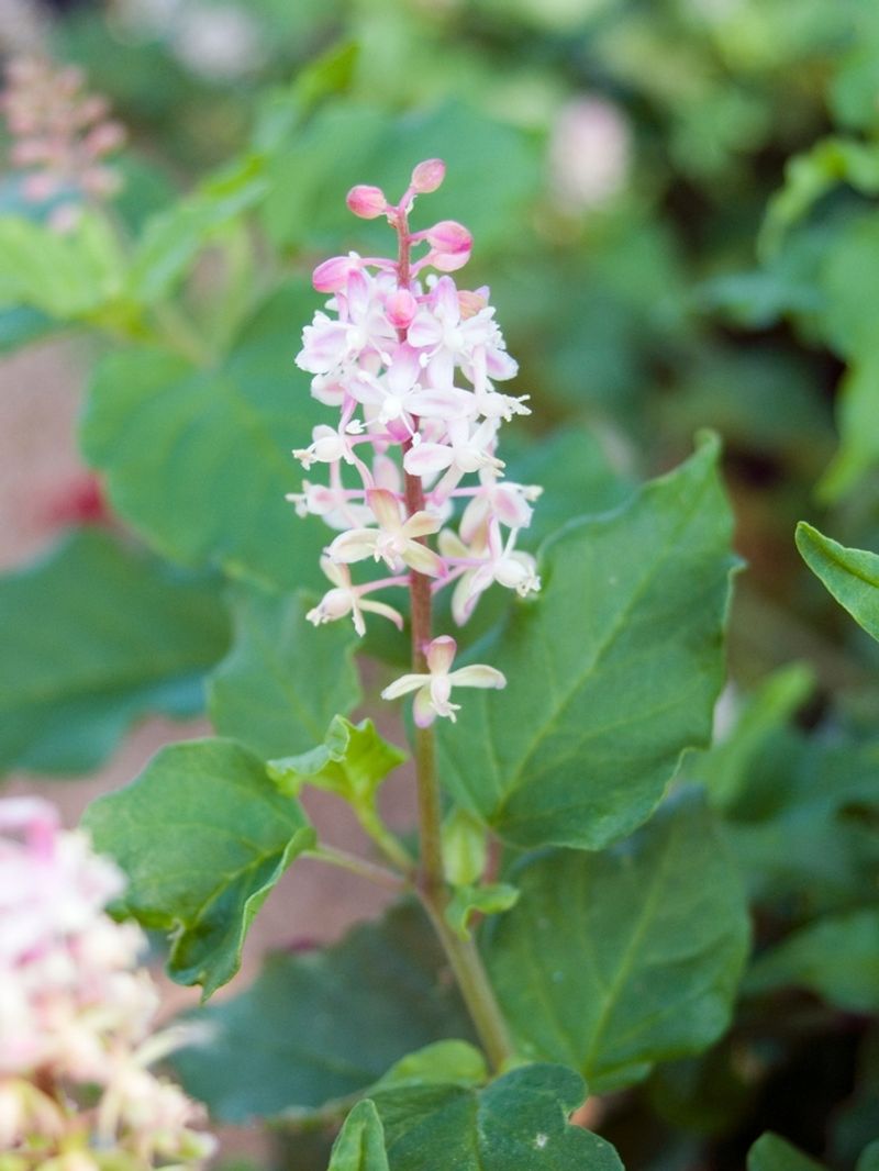 Choose Rouge Plant For Subtle Color In Shady Warm Beds