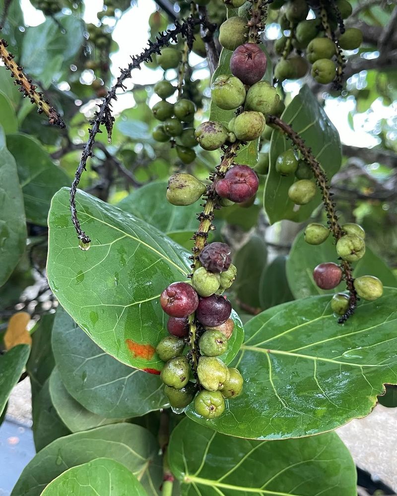 Choose Sea Grape For Coastal Fruit And Shelter