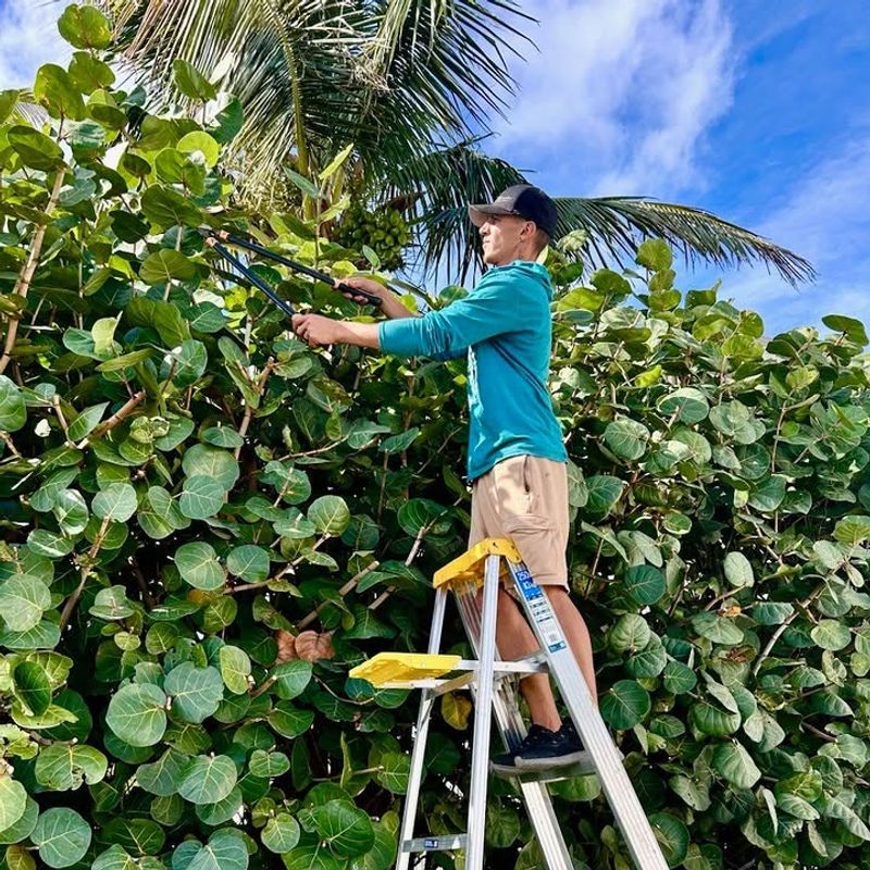 Choose Sea Grape For Salt And Wind Exposed Sites