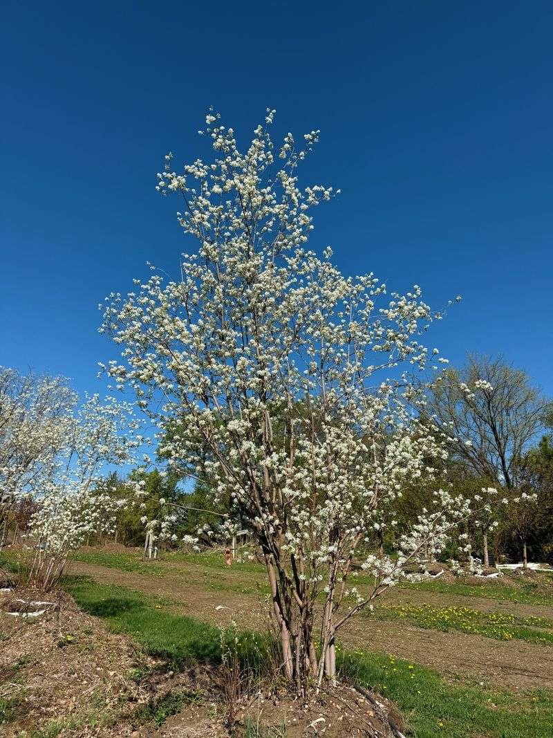 Choose Serviceberry For A Small Front-Yard Tree Choose Serviceberry For A Small Front-Yard Tree