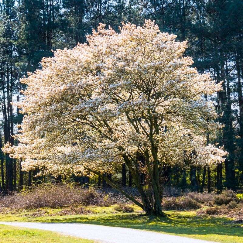 Choose Serviceberry When Bradford Pear Feels Like A Mistake