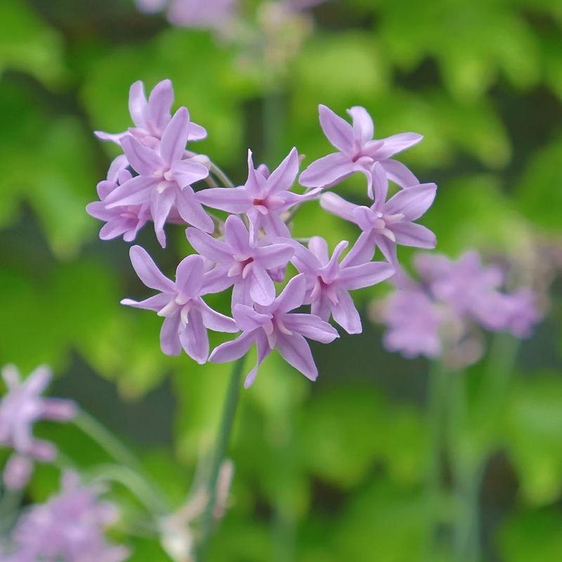 Choose Society Garlic For Edible Flowers And Neat Edges