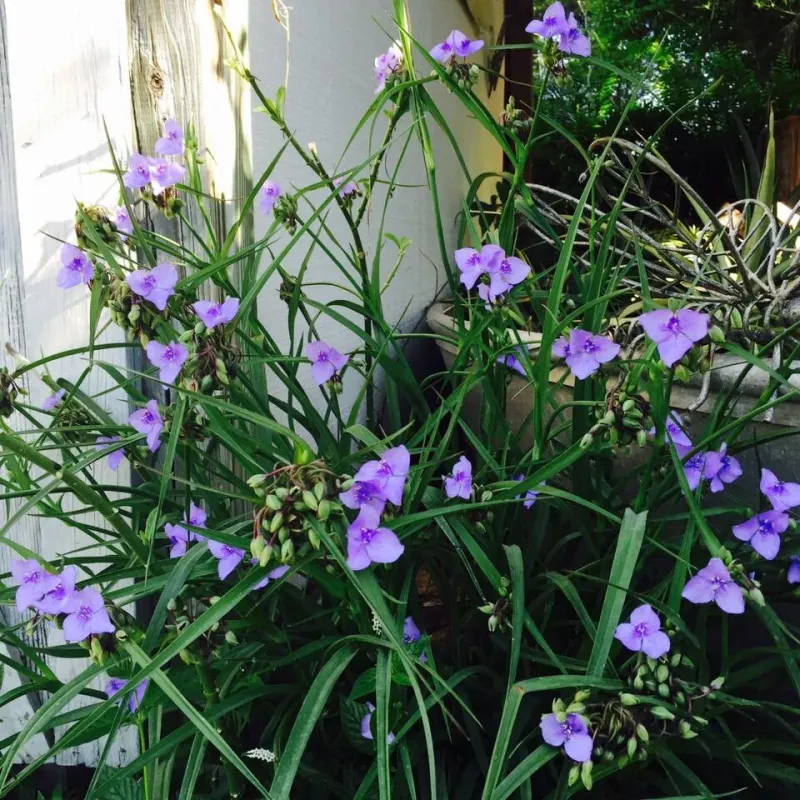 Choose Spiderwort For Bright Shade And Easy Coverage Choose Spiderwort For Bright Shade And Easy Coverage