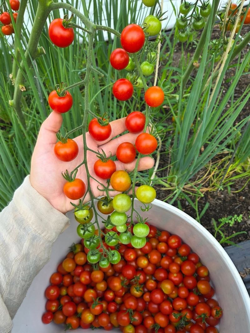 Choose Split-Resistant Tomato Varieties For Michigan Gardens