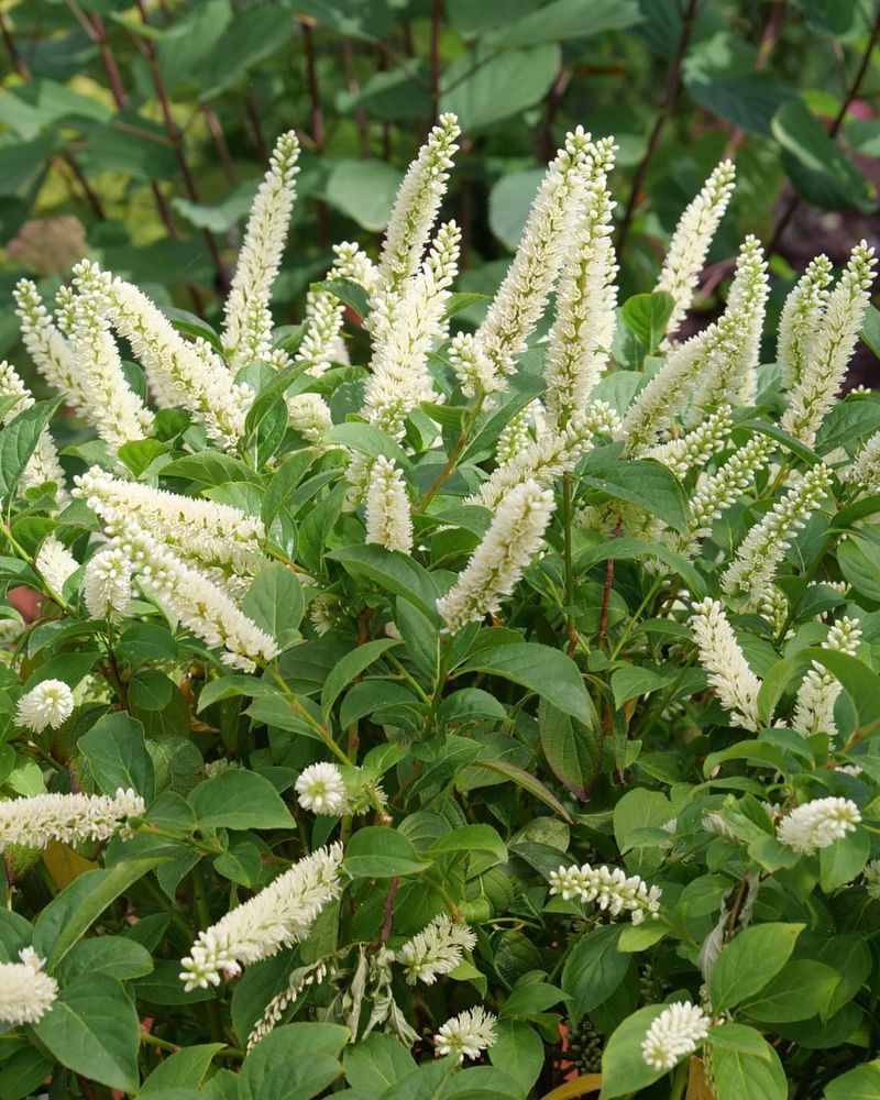 Choose Sweetspire For Fragrant White Flower Spires